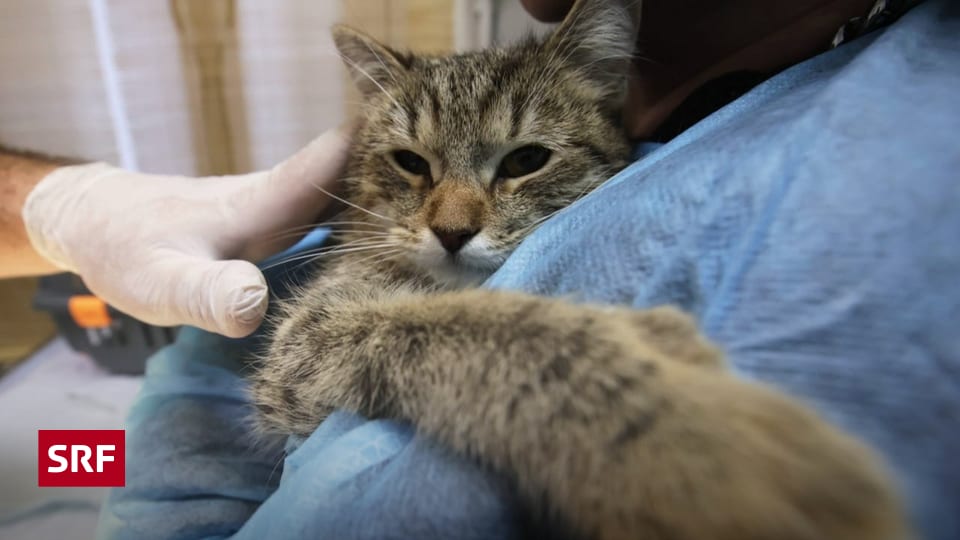 Viele Beschwerden - Epona-Tierversicherung: Ärger ohne Ende ...