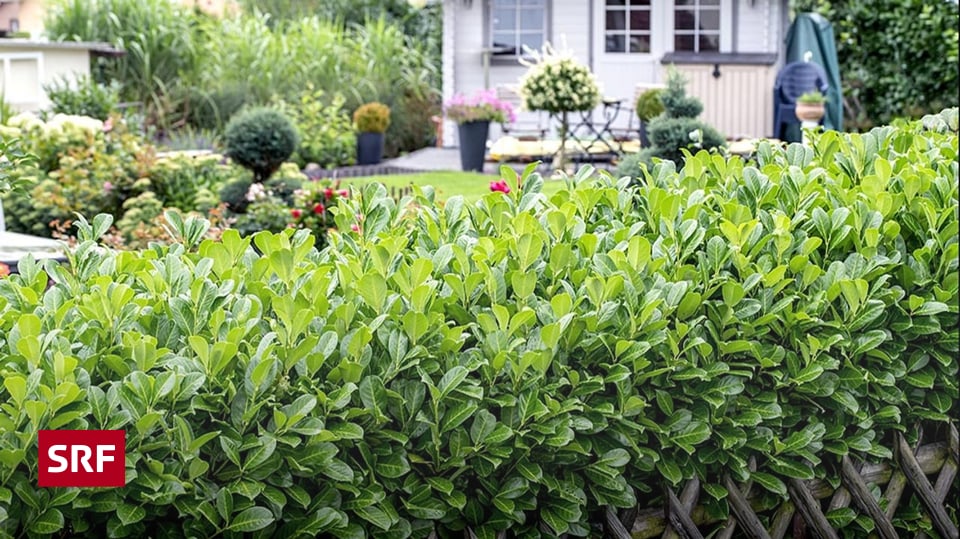 48+ Kirschlorbeer Durchbricht Betondecke, Zwischen garten und