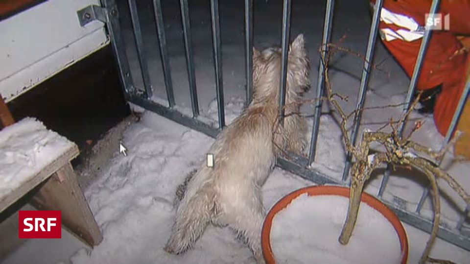 Familie und Freizeit Teurer Feuerwehreinsatz 14 Mann retten Hund