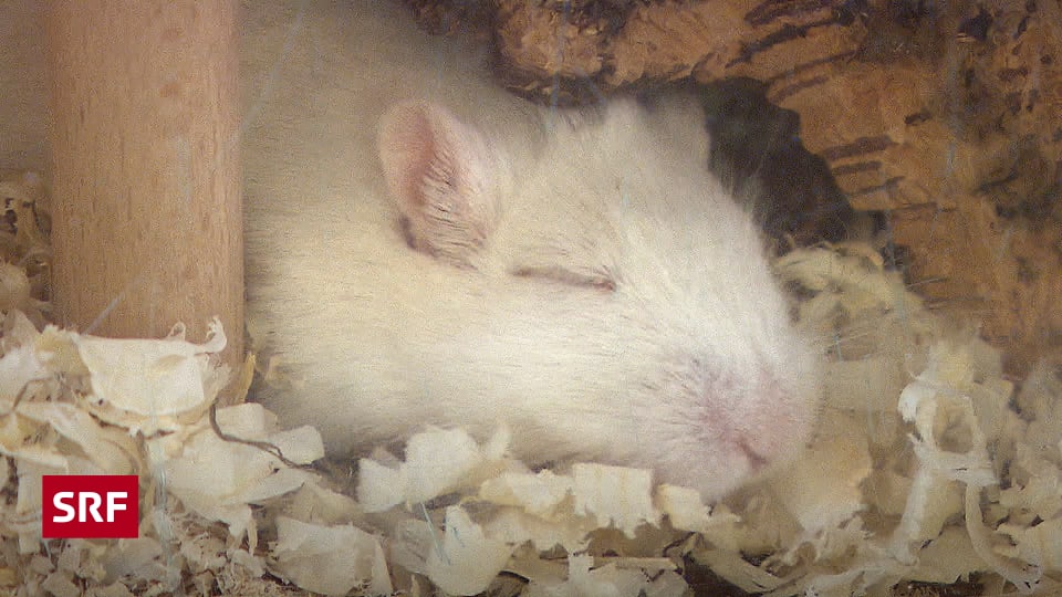 Kassensturz Tests Kleintier Einstreu Im Test Diese Saugen Gut Und Stauben Nicht Kassensturz Espresso Srf