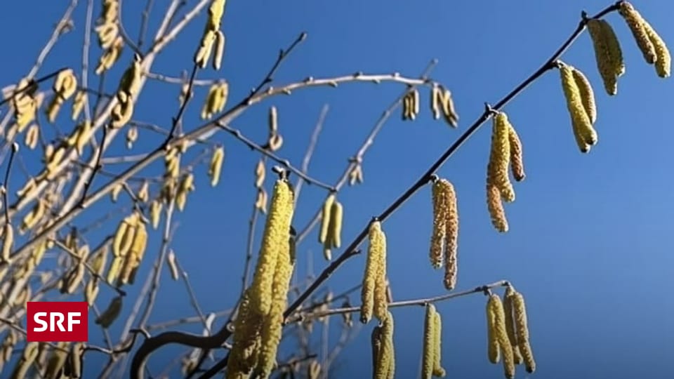 Hay fever is becoming more and more common – allergy sufferers beware: pollen fly longer and are more aggressive – knowledge