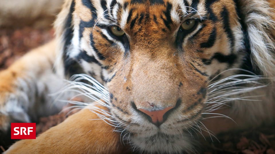 Fünfmalklug Wie wichtig sind Tiger, Löwe und Co? Einstein SRF