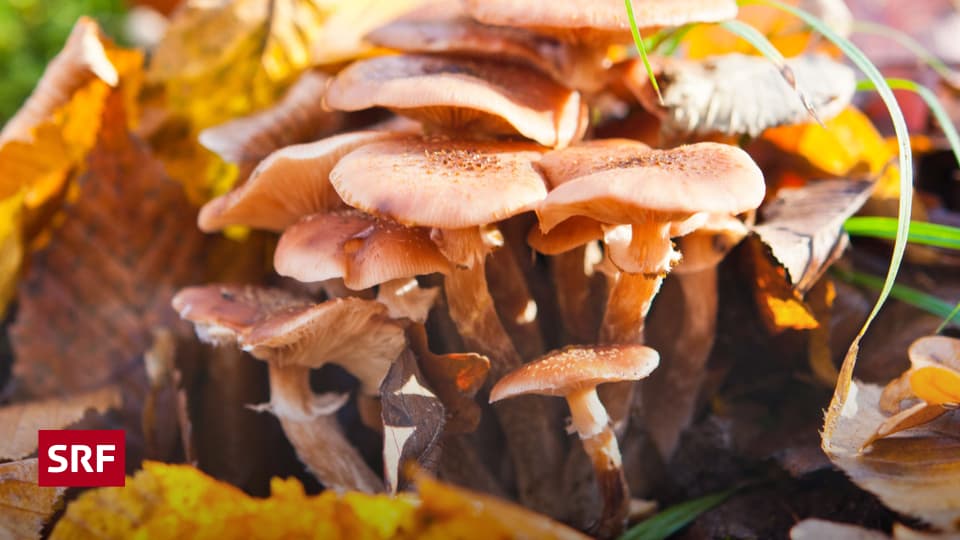 Hallimasch Das ist das grösste Lebewesen der Welt Mission B SRF Hallimasch Das ist das grösste Lebewesen der Welt Mission B SRF