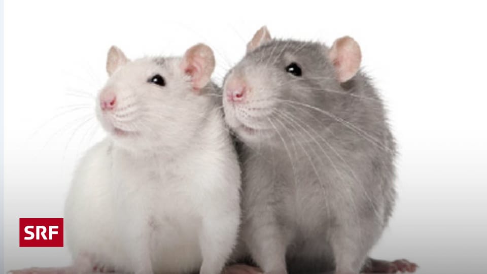 «Ganz tierisch» - Ratten - Kassensturz Espresso - SRF