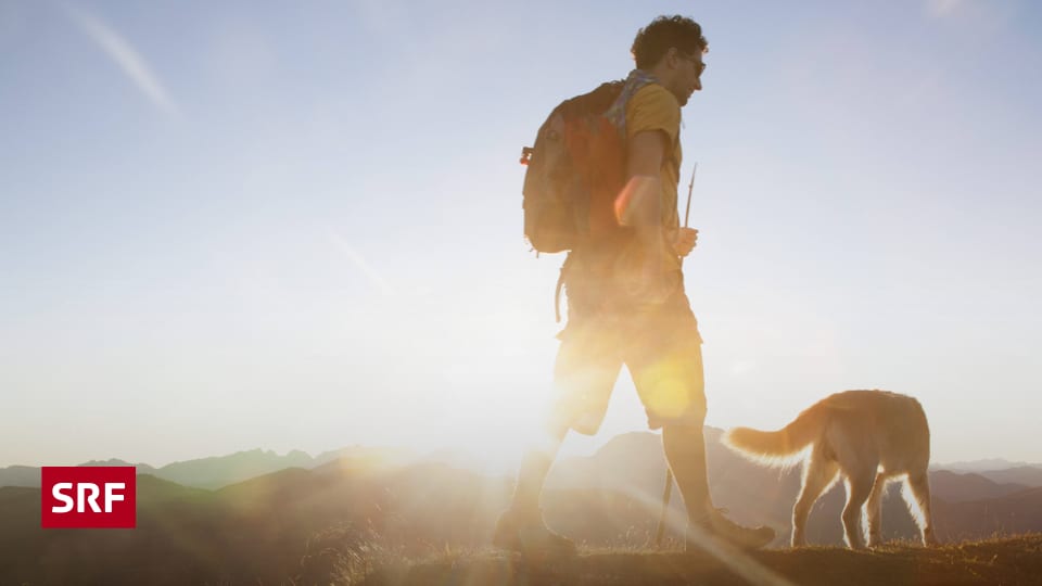 Bekommen auch Hunde Muskelkater? Wissen SRF