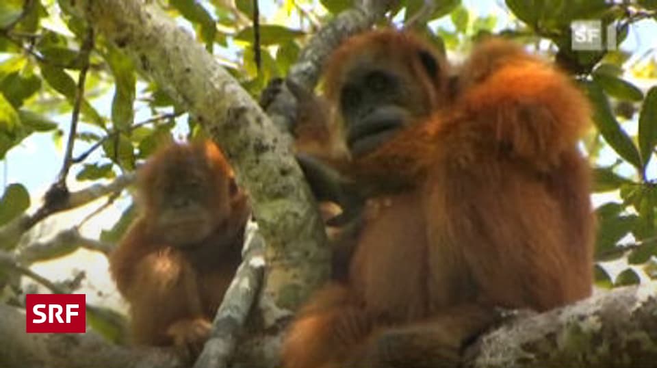 Umwelt und Verkehr - Palmöl-Boom: Fatale Folgen für Urwald und Affen ...