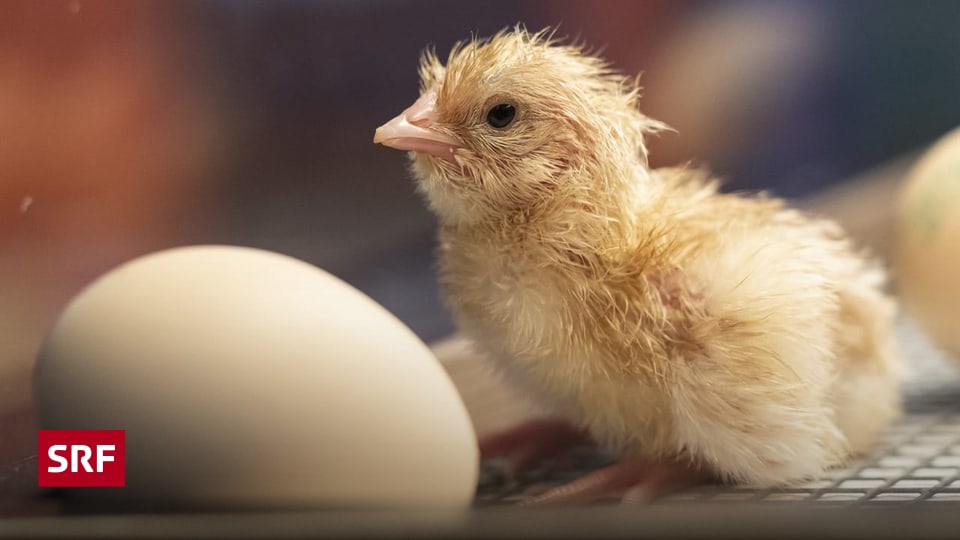 Huhn oder Ei – was war zuerst da? - Kids - SRF