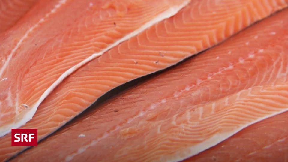 Fischfutter mit Pestizid Noch immer Ethoxyquin in fast allen