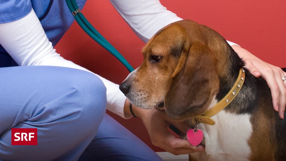 «Ganz tierisch» Für jeden Floh zum Tierarzt Kassensturz Espresso SRF