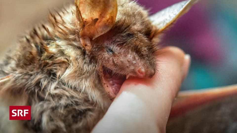 Kleines-Fledertier-ganz-gross-Vom-Vampir-zum-Kinderliebling-Der-Imagewandel-der-Fledermaus