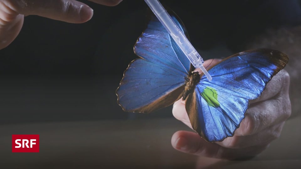Innovative Insekten - Wie Schmetterlinge unser Leben revolutionieren könnten