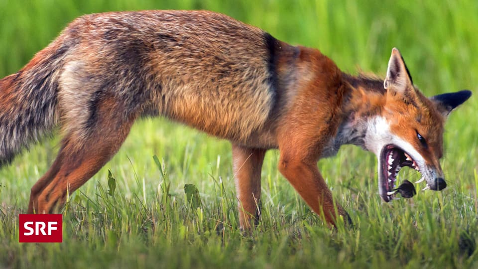 Hündine blasen jeden Minuten Hündine blasen jeden Minuten