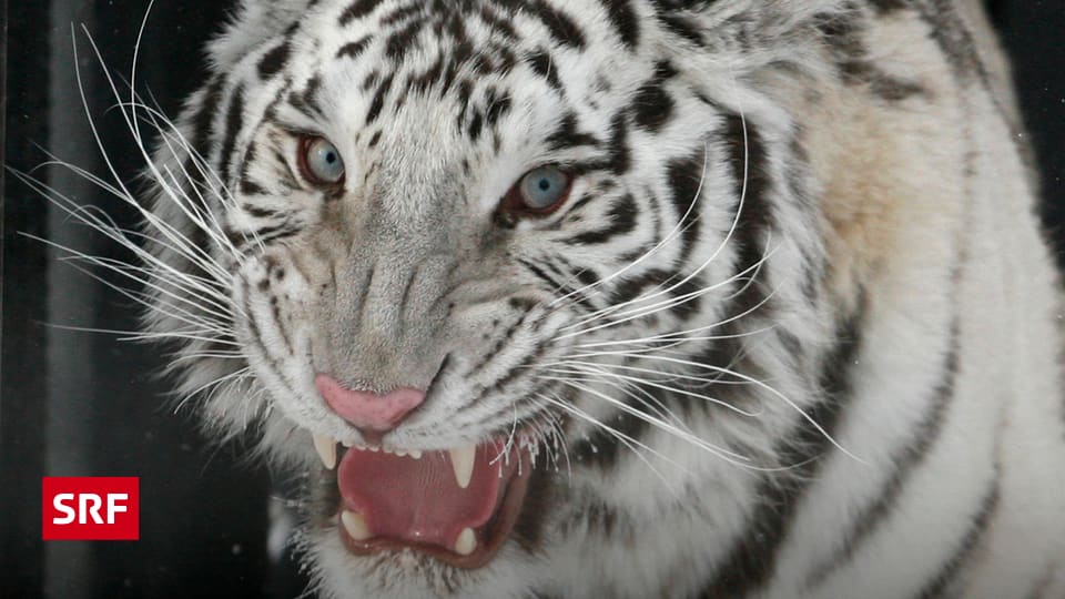 Funfmalklug Warum Sind Manche Tiger Weiss Einstein Srf
