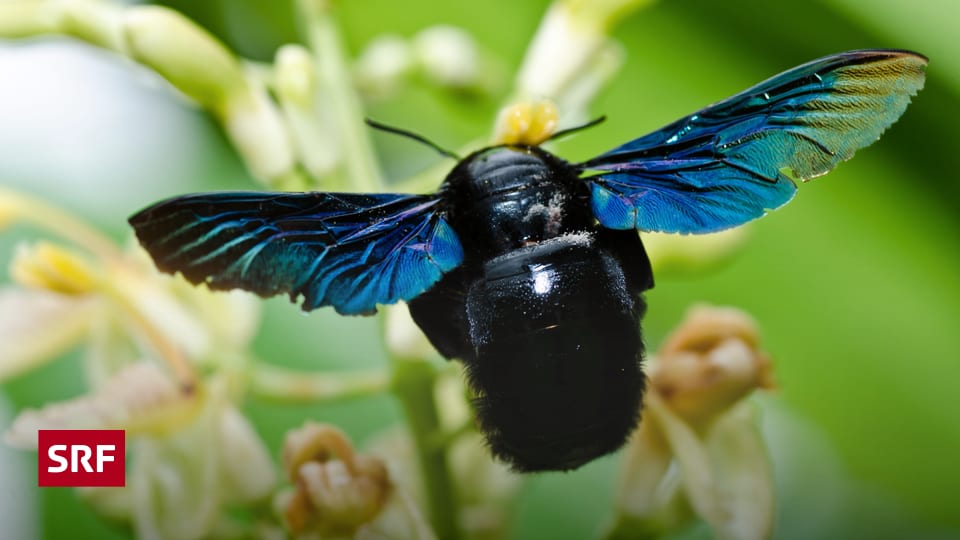 Wildbienen im Garten Wildbienen glücklich machen so geht's