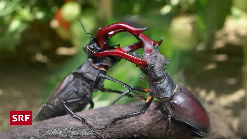 Biodiversität im Garten Naturwunder Gemüsegarten Die grosse Welt