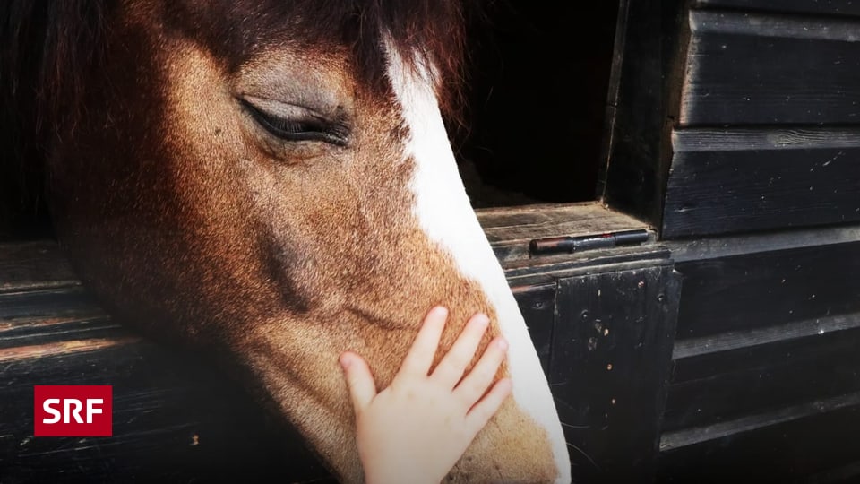 Tierische Freunde Mein Leben mit Tieren SRF school SRF
