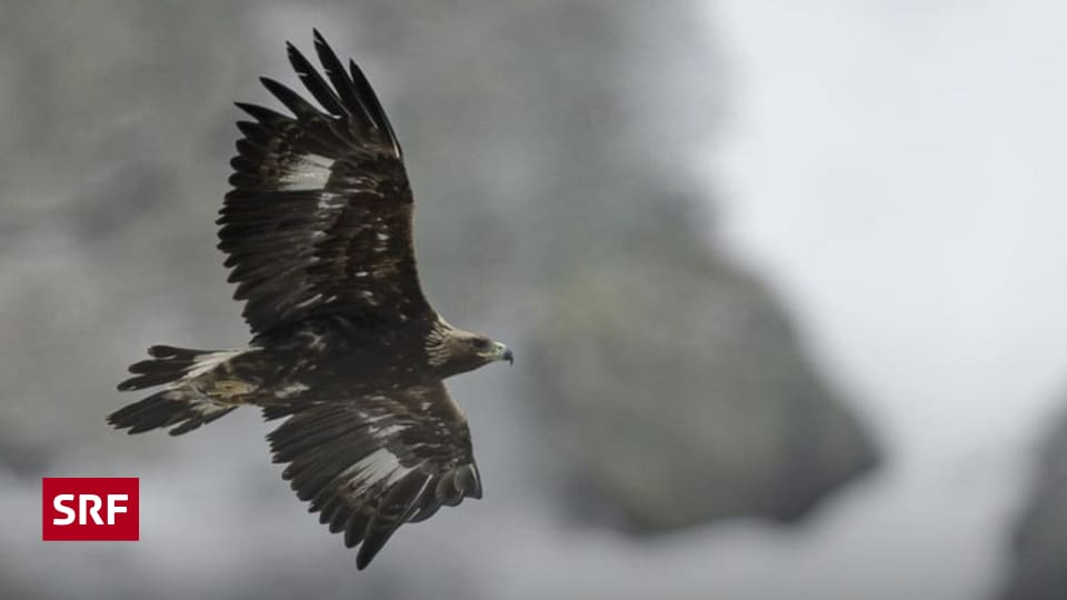 Steinadler and Bartgeier: WEF Helicopters Must Take Detours - News Directory 3