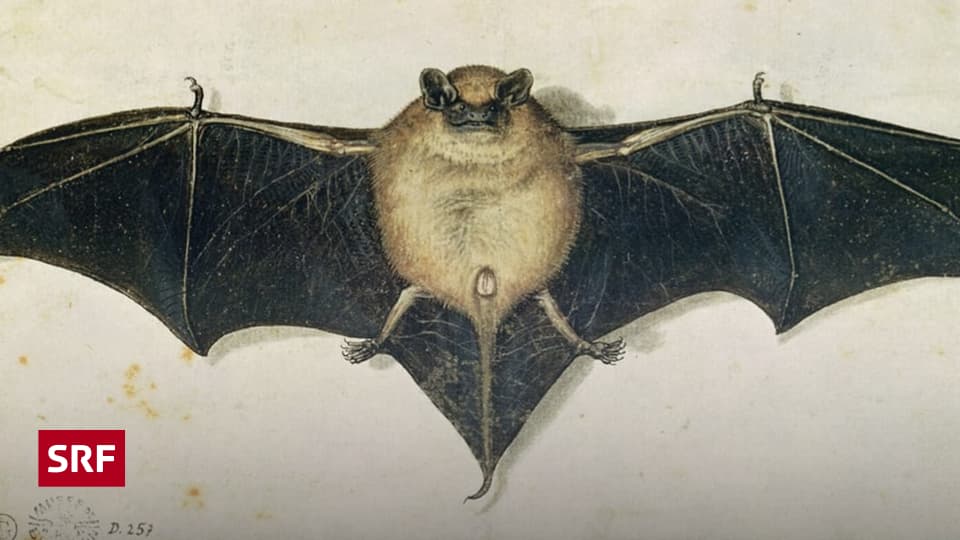 Kleines-Fledertier-ganz-gross-Vom-Vampir-zum-Kinderliebling-Die-Karriere-der-Fledermaus