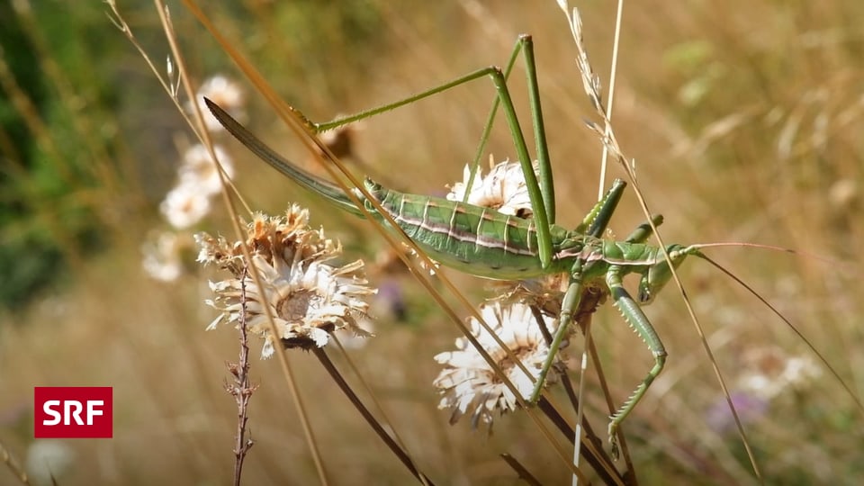 Sterben der Schweiz die Insekten aus?