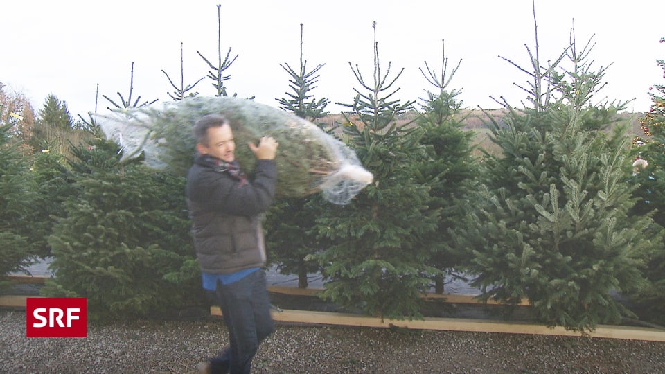 «Kassensturz»-Test - Christbäume: Dünger und Pestizide belasten die ...