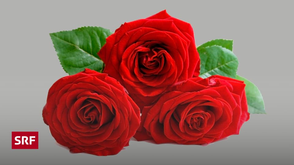 Wie alt werden Rosen? Alles über die Lebensdauer der beliebten Blumen Sieu Thi Do Noi That
