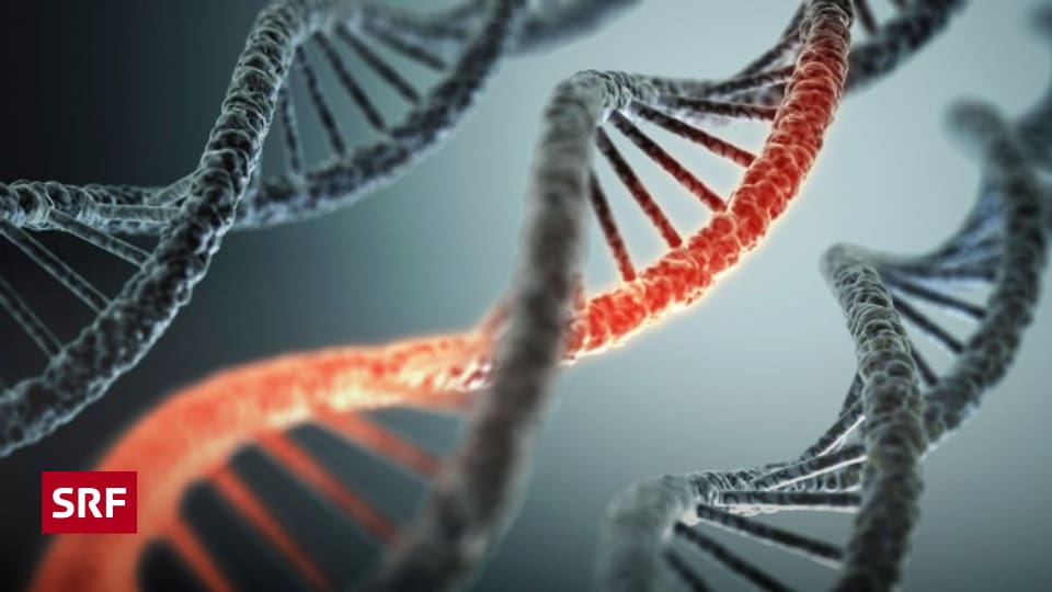 Sommerserie «Pioniere» - Eine DNA-Schere revolutioniert die Gentechnik - Wissen - SRF
