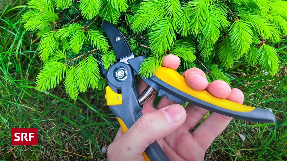 Testsieger der Woche Gartenscheren im Test Müheloses Schneiden gibt
