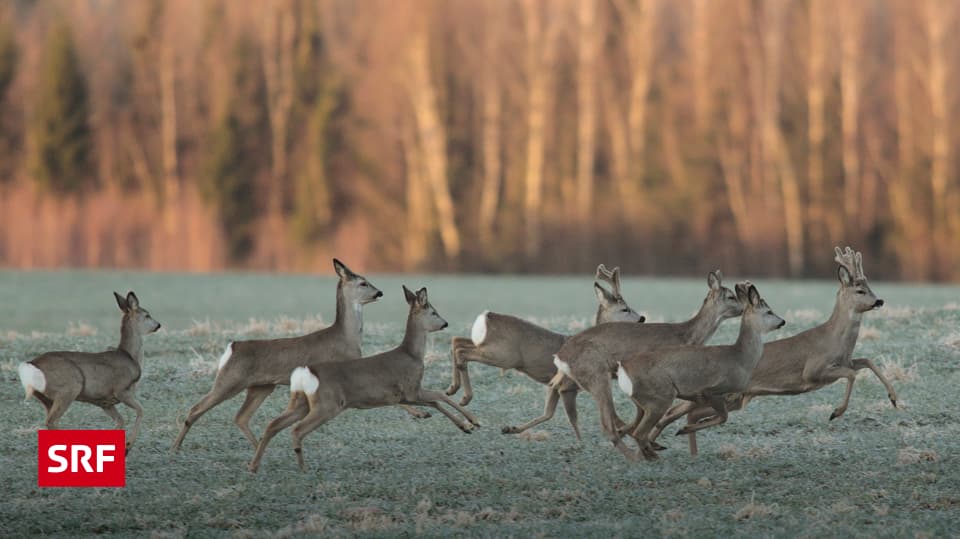 Wie Nennt Man Eine Gruppe Rehe www.srf.ch