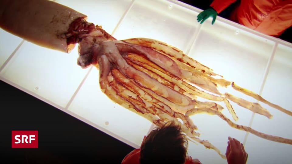 Natur & Tiere - Im Inneren des Tiefsee-Kalmars - Wissen - SRF