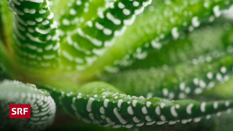 Gesundheit - Aloe Vera: Das lukrative Geschft mit der Wstenpflanze -  Kassensturz Espresso - SRF