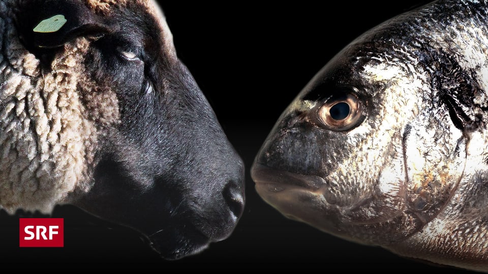 43+ Warum Ist Fisch Kein Fleisch Religion | Katrin Mehler