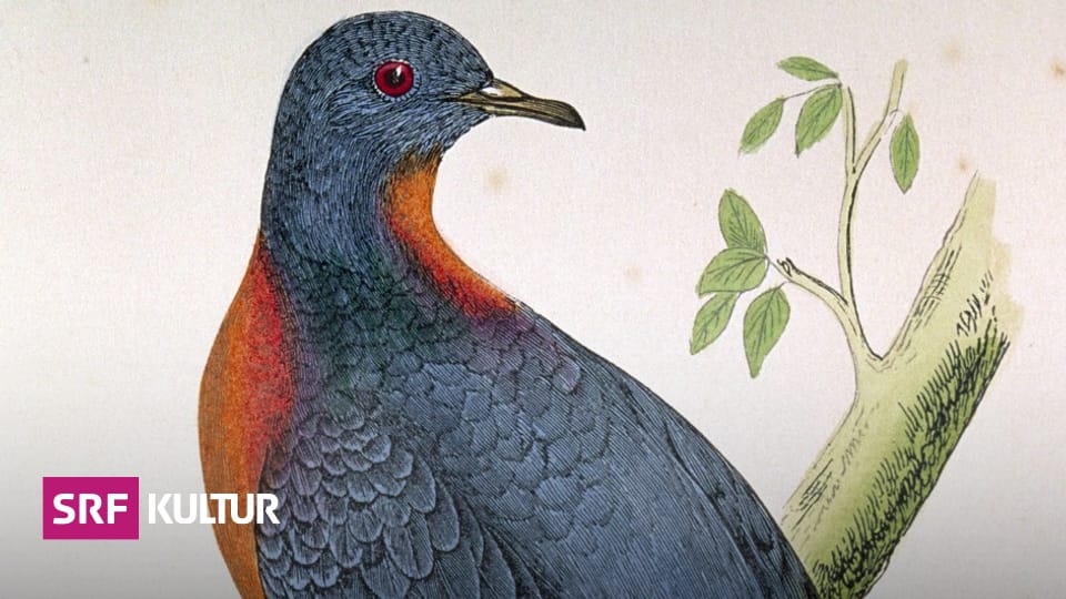 Ausgestorbene Tierarten Die Ausgerottete Wandertaube Soll Wieder Fliegen Kultur Srf