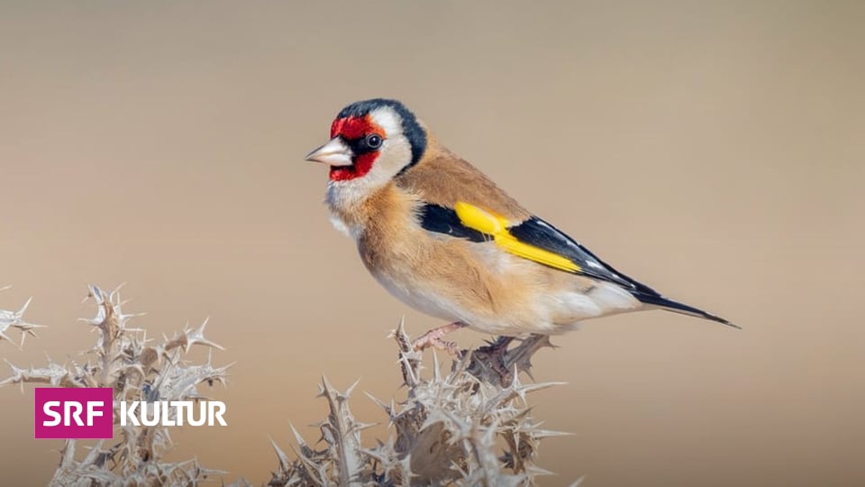 Amsel-Drossel-Fink-und-Star-Ihr-Gesang-bewirkt-Gl-cksgef-hle