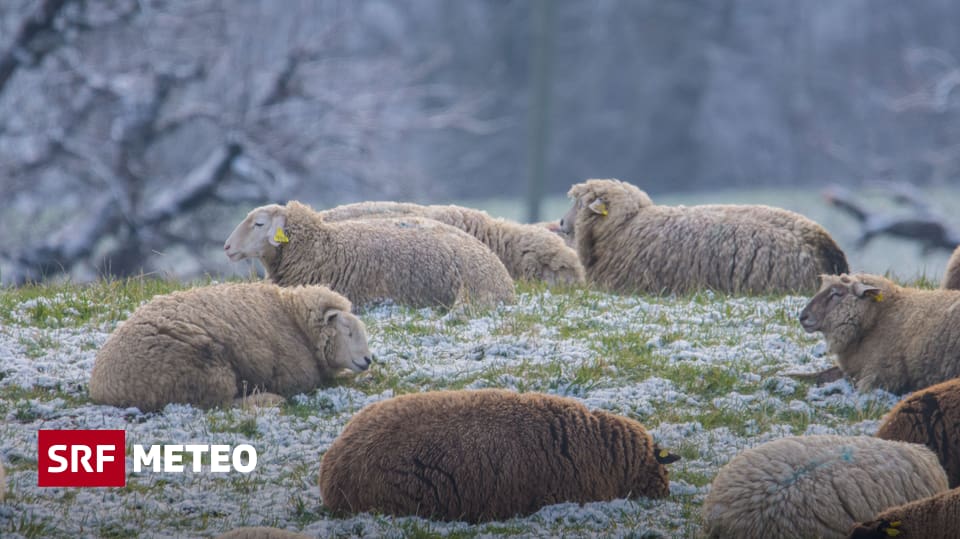 Alle Jahre Wieder Schafskalte Meteo Srf