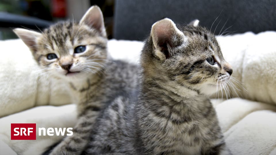 Haustiere Lieb Und Teuer Für Katzen Und Hunde Werden