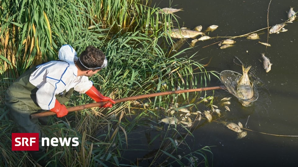 River Oder – Germans report 36 tonnes of fish dead – Algae to blame?  – News