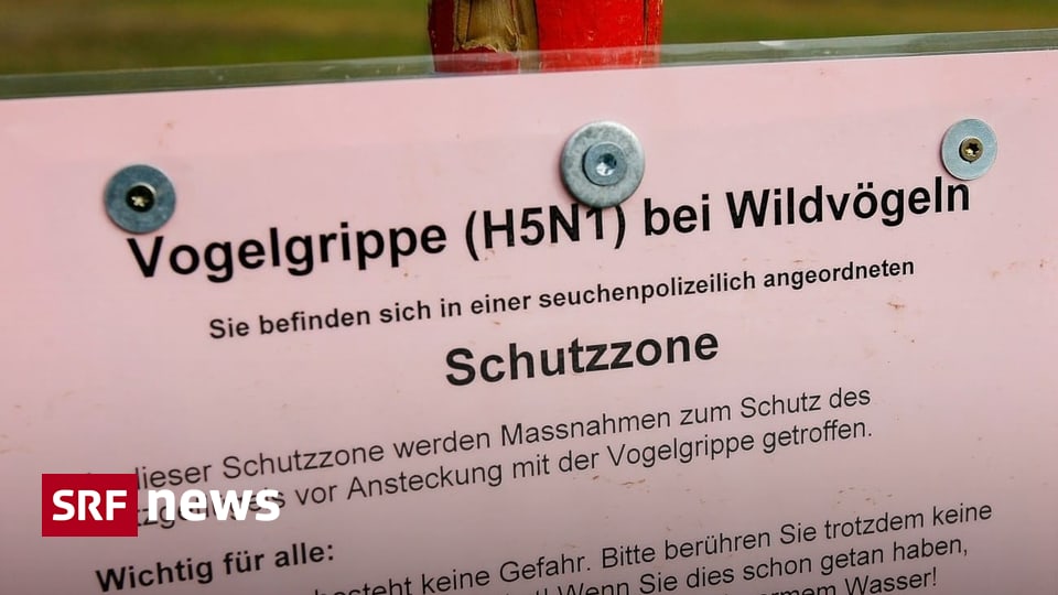 Möwe in Schaffhausen - Vogelgrippe in der Schweiz: Erster Fall in ...