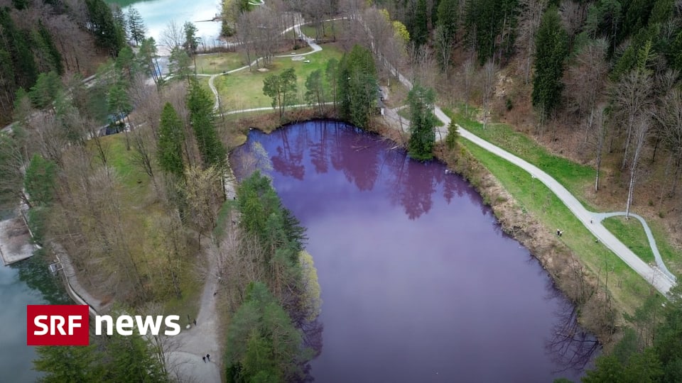 Purple bacteria turns German ponds purple – News