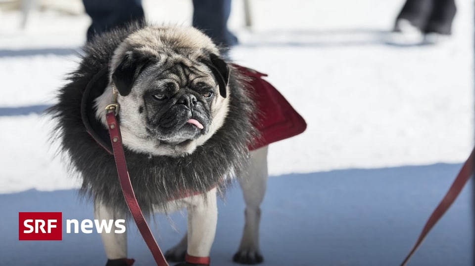 Luxus für Tiere Prosecco für den Hund, eine HotelSuite für die Katze