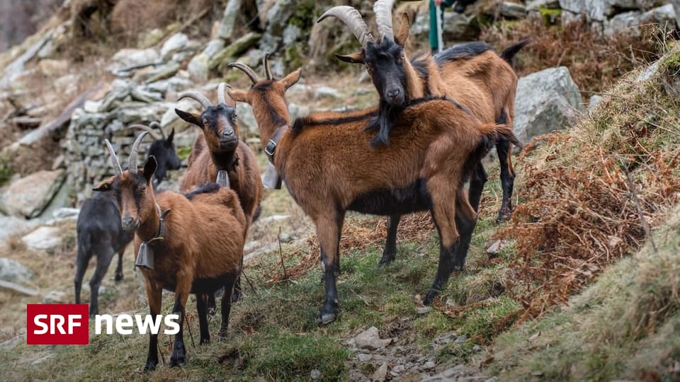 Mehrere Fälle im Tessin - Ziegen stecken Menschen mit Q-Fieber an ...