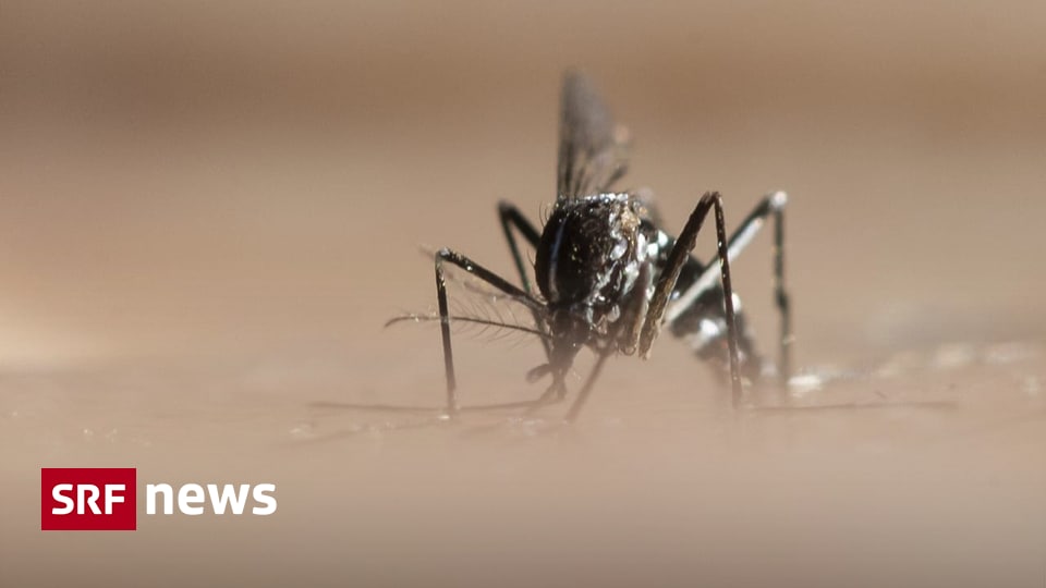 Versuch im Tessin - 10'000 sterile männliche Tigermücken ausgesetzt