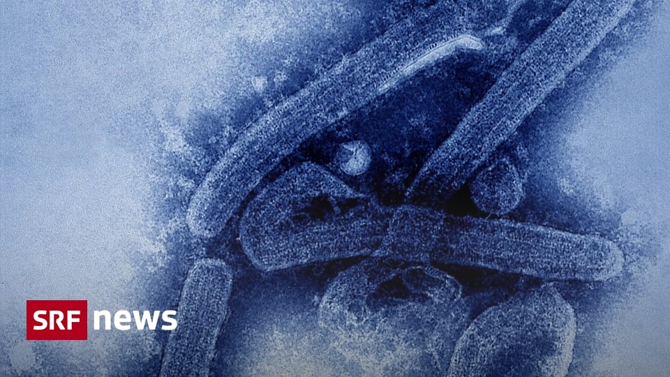 Mit Ebola verwandte Krankheit - Marburg-Virus in Guinea ...