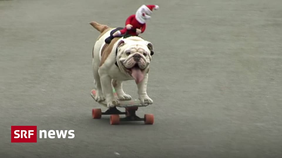 Panorama - Bulldogge auf Skateboard knackt - News SRF