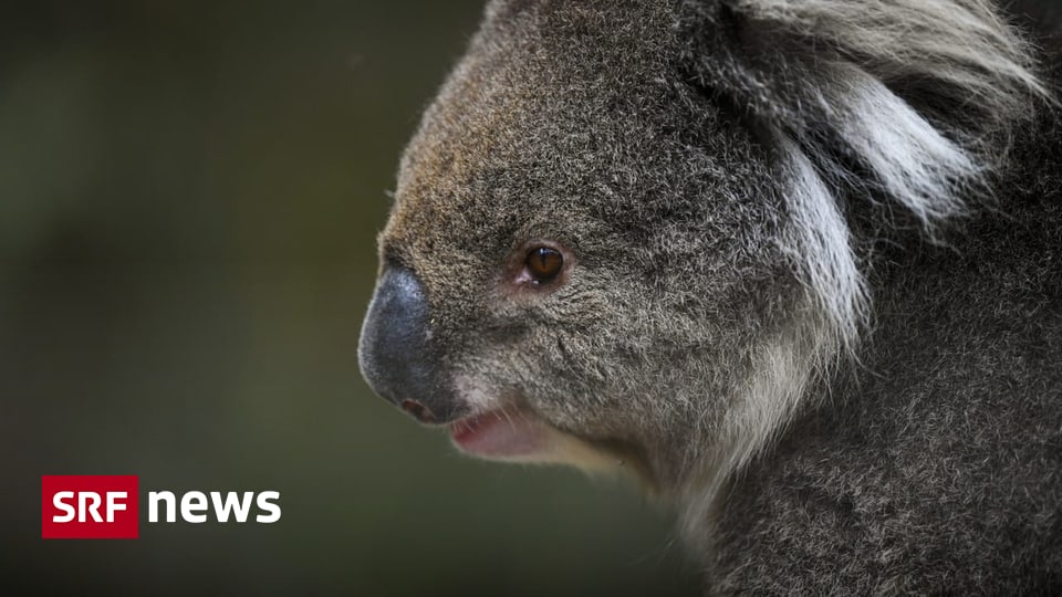 Fight against species extinction – Australia wants to save its koalas and sea lions – News