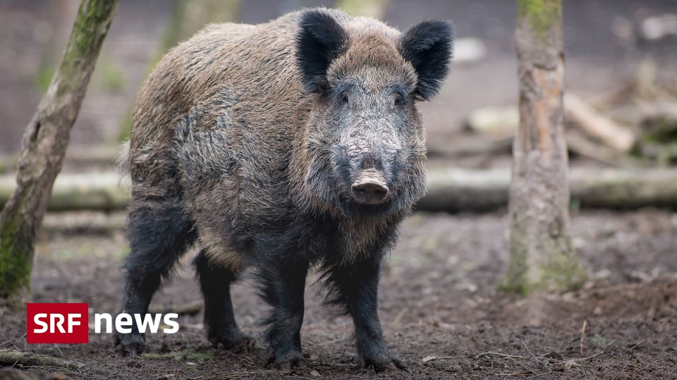 Jagd im Aargau Ansturm auf Nachtzielgeräte News SRF