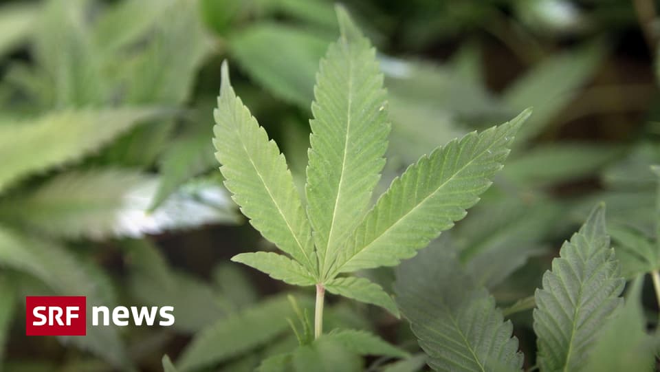 Session Cannabis aus der Apotheke grünes Licht für Pilotprojekt