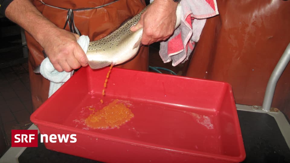 Zentralschweiz - Mit Strom auf Fischjagd - News - SRF