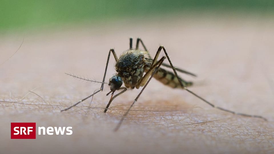 Mosquito infestation in Lake Constance – These are the reasons – News