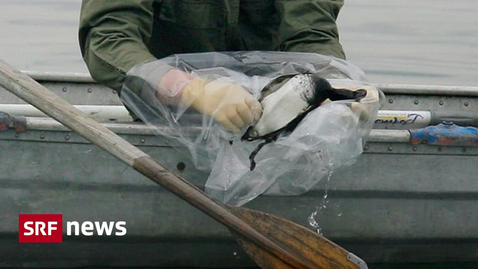 Schweiz - «Die Geflügelhalter sind besser auf die Vogelgrippe ...