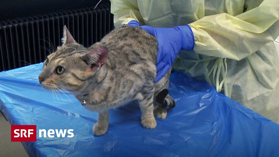 Tierarzt Für Katzen In Der Nähe Hochansteckendes Katzen-Virus - Ausnahmezustand in den Tierarzt-Praxen